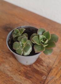 Talee di piante grasse