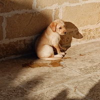 Cuccioli cane labrador