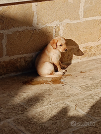 Cuccioli cane labrador