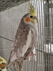 Calopsite MASCHIO SILVER