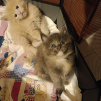 Cuccioli di Maine Coon