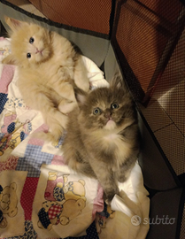 Cuccioli di Maine Coon