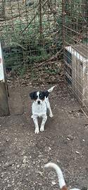 Jack russel tricolore maschio