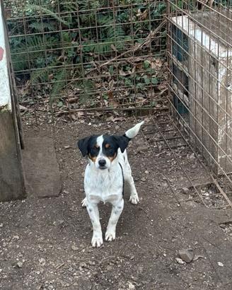 Jack russel tricolore maschio