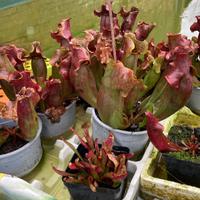 Pianta carnivora sarracenia