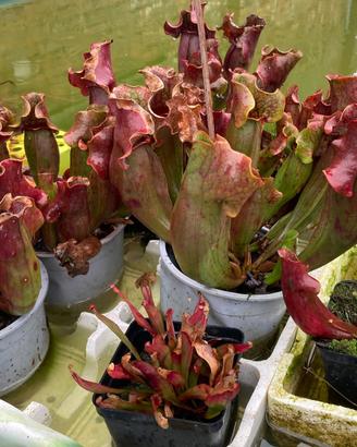 Pianta carnivora sarracenia