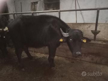 Manza di bufala