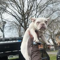 Bulldog francese albino