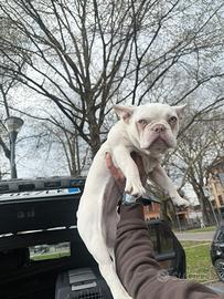 Bulldog francese albino