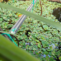 Pistia galleggiante