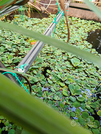 Pistia galleggiante