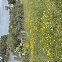 Terreno Agricolo Comiso [A4332870]