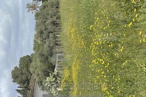 Terreno Agricolo Comiso [A4332870]