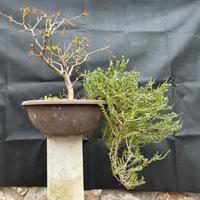 Bonsai Melograno e cascata Timo