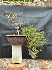 Bonsai Melograno e cascata Timo
