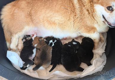 Cuccioli Welsh Corgi Pembroke