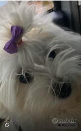 Maltesi con pedegree