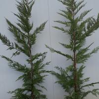 Leylandii innesto vaso 