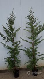 Leylandii innesto vaso 