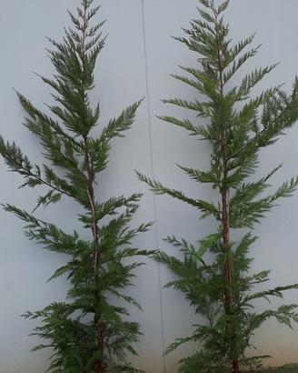 Leylandii innesto vaso 