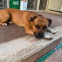 Amstaff 15 mesi