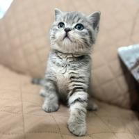 Gatto Scottish Straight