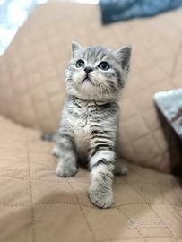 Gatto Scottish Straight