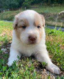 Pastore Australiano Australian Shepherd