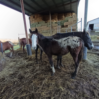 Puledra appaloosa