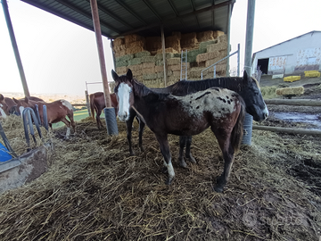 Puledra appaloosa