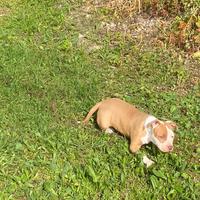 Cuccioli di ptbull