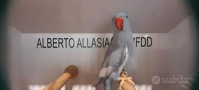 Parrocchetto dal collare