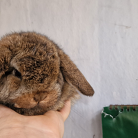 Conigli minilop x ariete