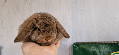 Conigli minilop x ariete