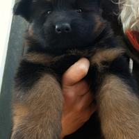 Cuccioli pastore tedesco pelo lungo