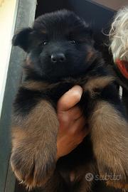 Cuccioli pastore tedesco pelo lungo