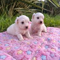 Cuccioli di maltese