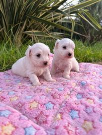 Cuccioli di maltese