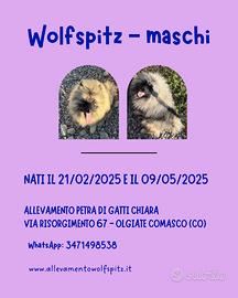 Cuccioli di Keeshond/Spitz Tedesco