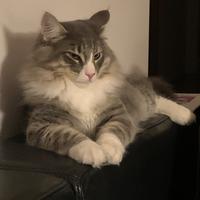 Falco Gatto norvegese delle Foreste