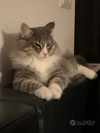 Falco Gatto norvegese delle Foreste