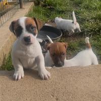 Jack russel pedigree maschi