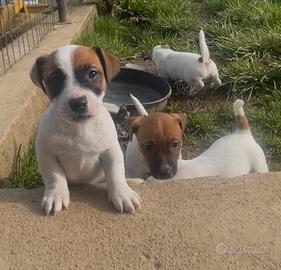 Jack russel pedigree maschi
