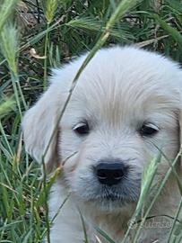 Cucciolata Golden retriever