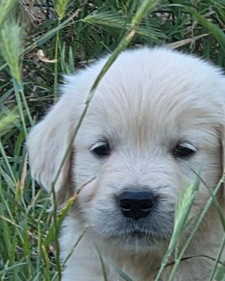 Cucciolata Golden retriever