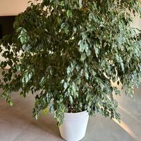 Ficus Benjamin