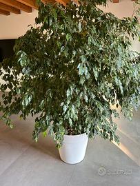 Ficus Benjamin