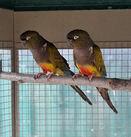 Coppia di Conuri della Patagonia