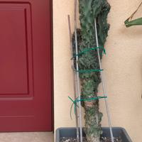 Cactus Cereus