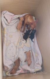 Cuccioli di pincher